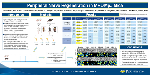 Preview of Peripheral Nerve Regeneration In Mrl/mpj Mice