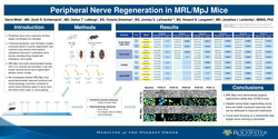 Thumbnail for Peripheral Nerve Regeneration In Mrl/mpj Mice
