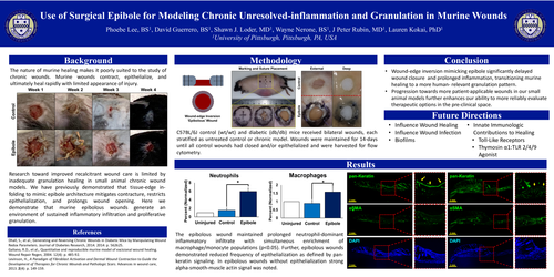 Preview of Use Of Surgical Epibole For Modeling Chronic Unresolved-inflammation And Granulation In Murine Wounds.