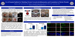 Thumbnail for Use Of Surgical Epibole For Modeling Chronic Unresolved-inflammation And Granulation In Murine Wounds.