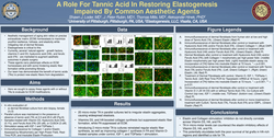 Thumbnail for A Role For Tannic Acid In Restoring Elastogenesis Impaired By Common Aesthetic Agents