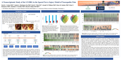 Thumbnail for A TRANSCRIPTOMIC STUDY OF THE L5-DRG IN THE SPARED NERVE INJURY MODEL OF NEUROPATHIC PAIN