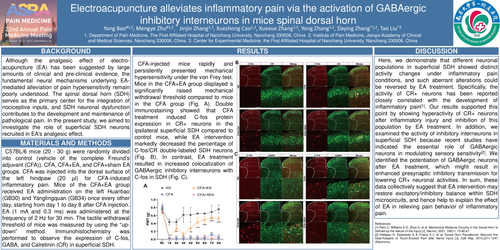 Preview of ELECTROACUPUNCTURE ALLEVIATES INFLAMMATORY PAIN VIA THE ACTIVATION OF GABAERGIC INHIBITORY INTERNEURONS IN MICE SPINAL DORSAL HORN