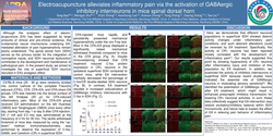 Thumbnail for ELECTROACUPUNCTURE ALLEVIATES INFLAMMATORY PAIN VIA THE ACTIVATION OF GABAERGIC INHIBITORY INTERNEURONS IN MICE SPINAL DORSAL HORN