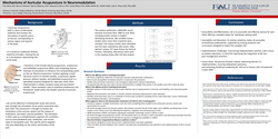 Thumbnail for MECHANISMS OF AURICULAR ACUPUNCTURE IN NEUROMODULATION