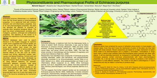 Preview of Phytoconstituents and Pharmacological Profile of Echinacea purpurae