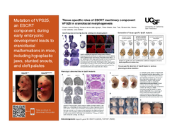 Thumbnail for Tissue-specific roles of ESCRT machinery component VPS25 in craniofacial morphogenesis