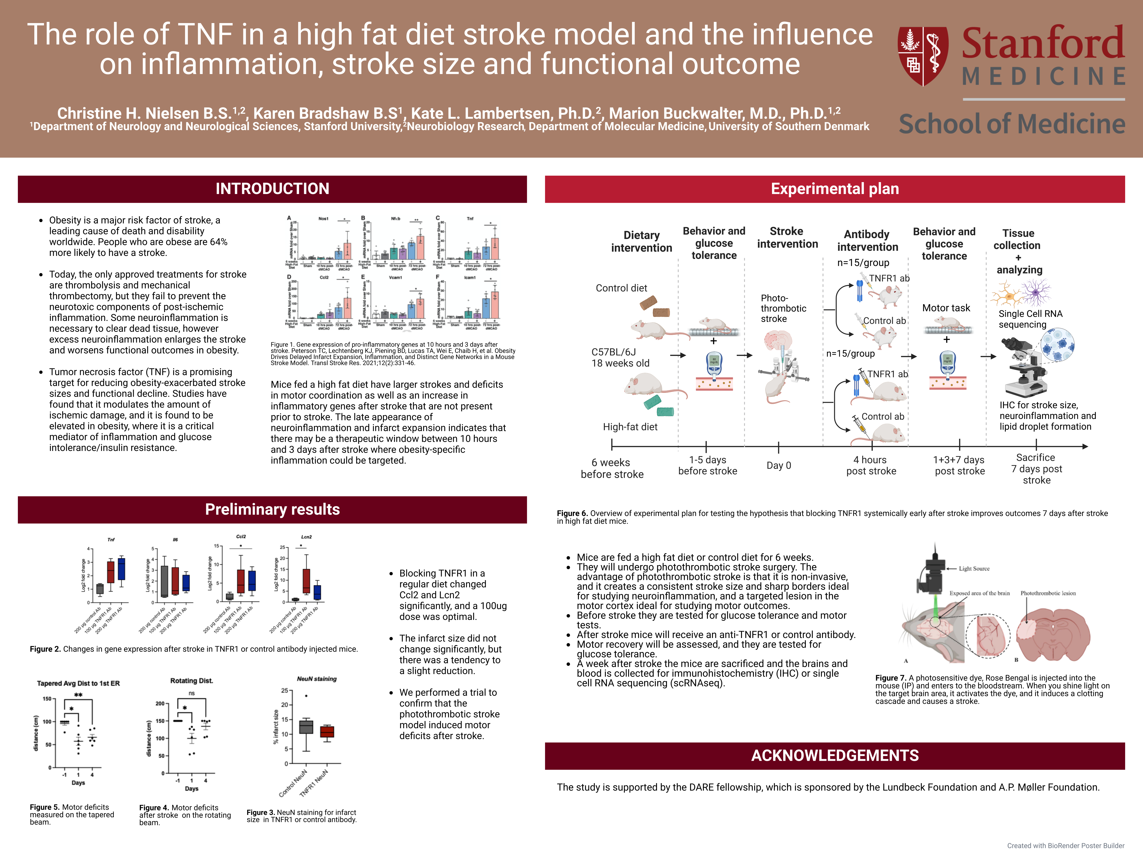 Thumbnail for The role of TNF in a high fat diet stroke model and the influence on inflammation, stroke size and functional outcome