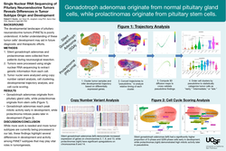 Thumbnail for Single Nuclear RNA Sequencing of Pituitary Neuroendocrine Tumors Reveals Differences in Tumor Subtype Origin and Development