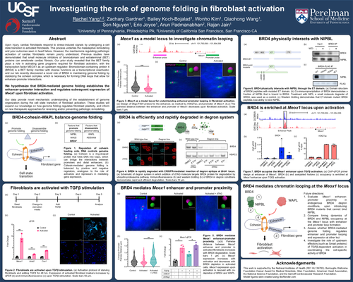 Preview of BRD4-mediated genome folding controls fibroblast cell state transition