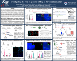 Thumbnail for BRD4-mediated genome folding controls fibroblast cell state transition