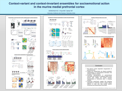 Thumbnail for Context-variant and context-invariant ensembles for socioemotional action in the murine medial prefrontal cortex